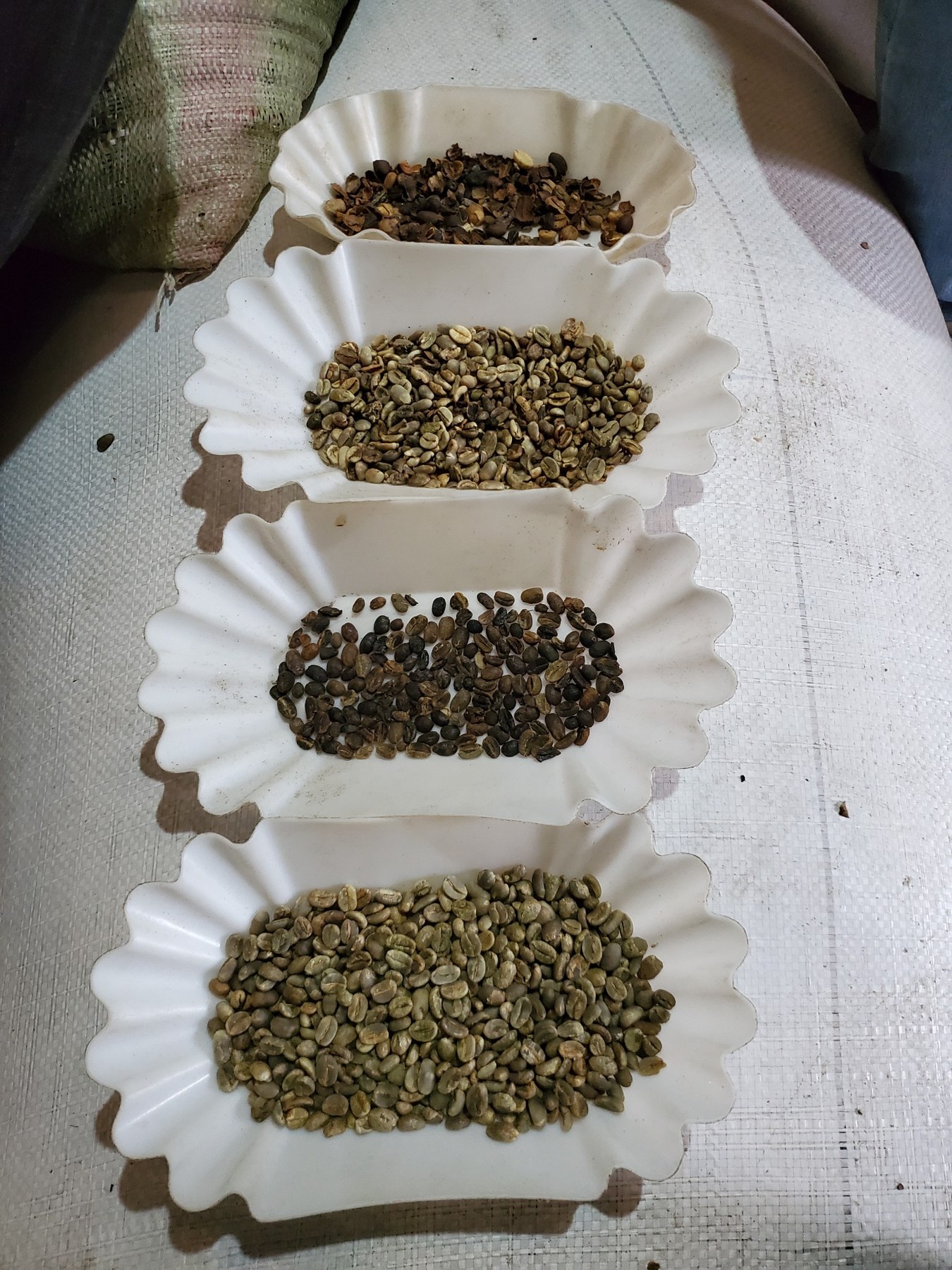 Coffee samples in separate dishes for physical assessment