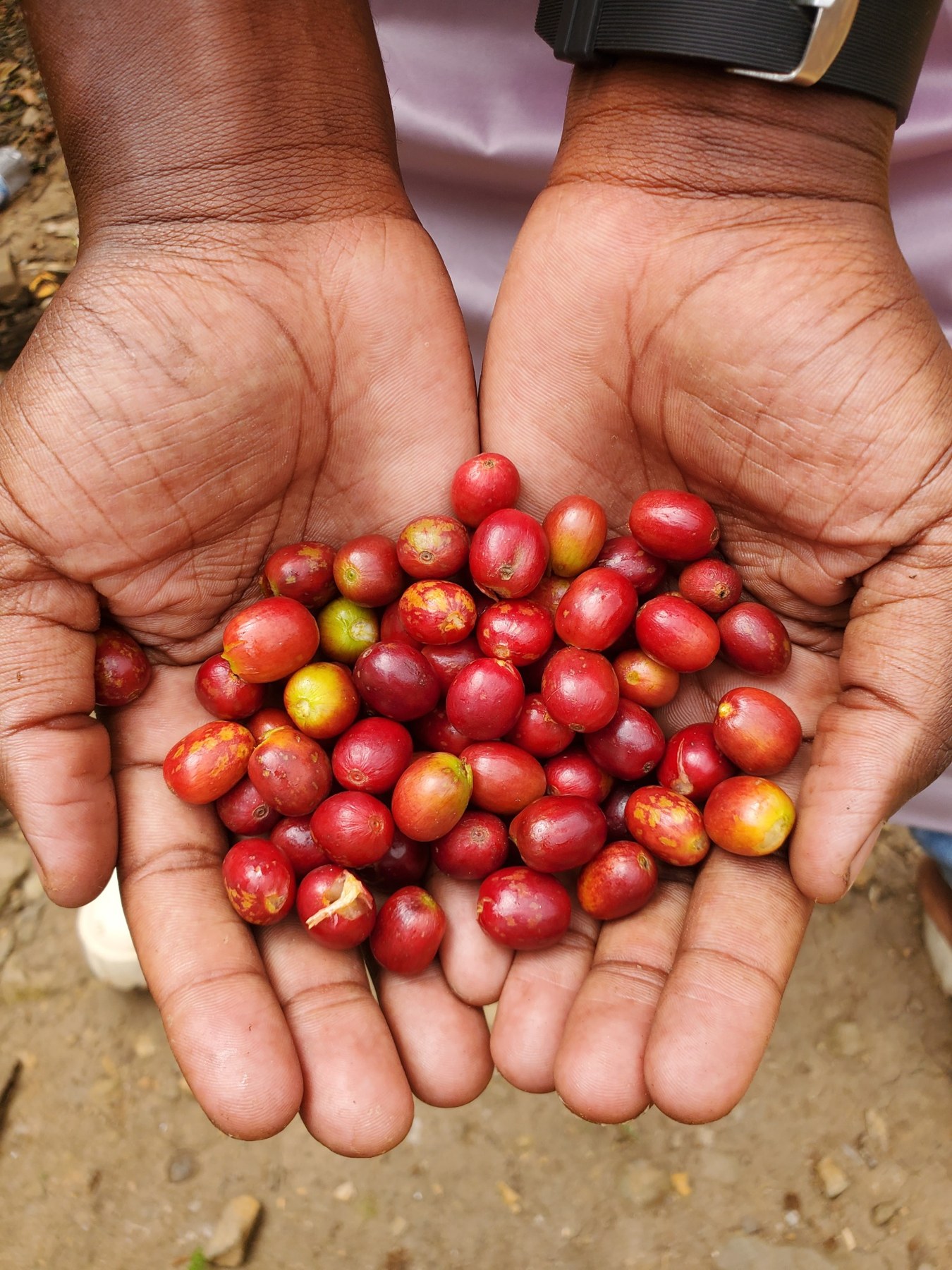 Freshly picked coffee cherries held in cupped hands