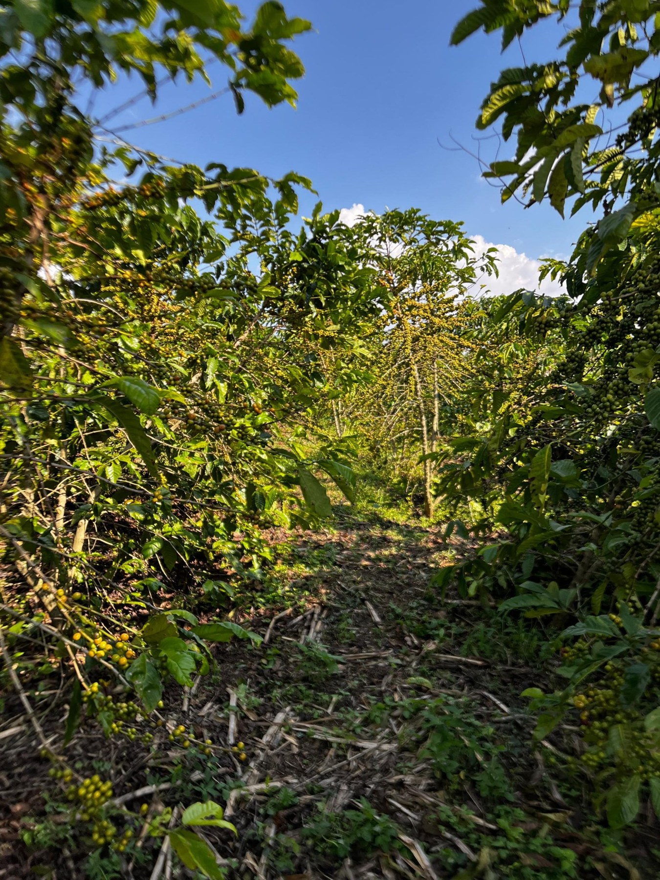Coffee plants growing among shade trees