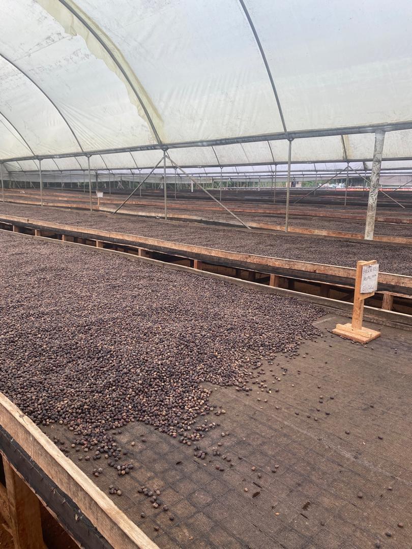 Coffee spread across raised drying beds beneath a covered structure