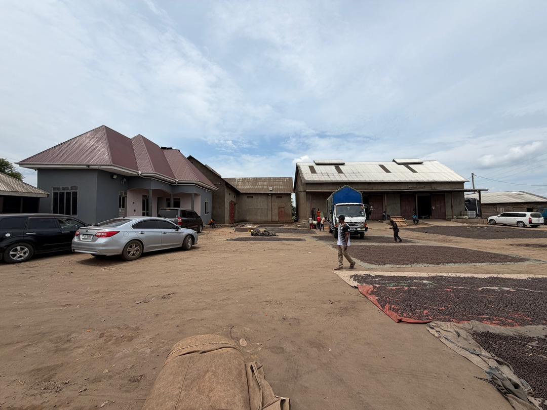 Great Pearl Coffee Factory buildings and yard, with coffee drying in the foreground