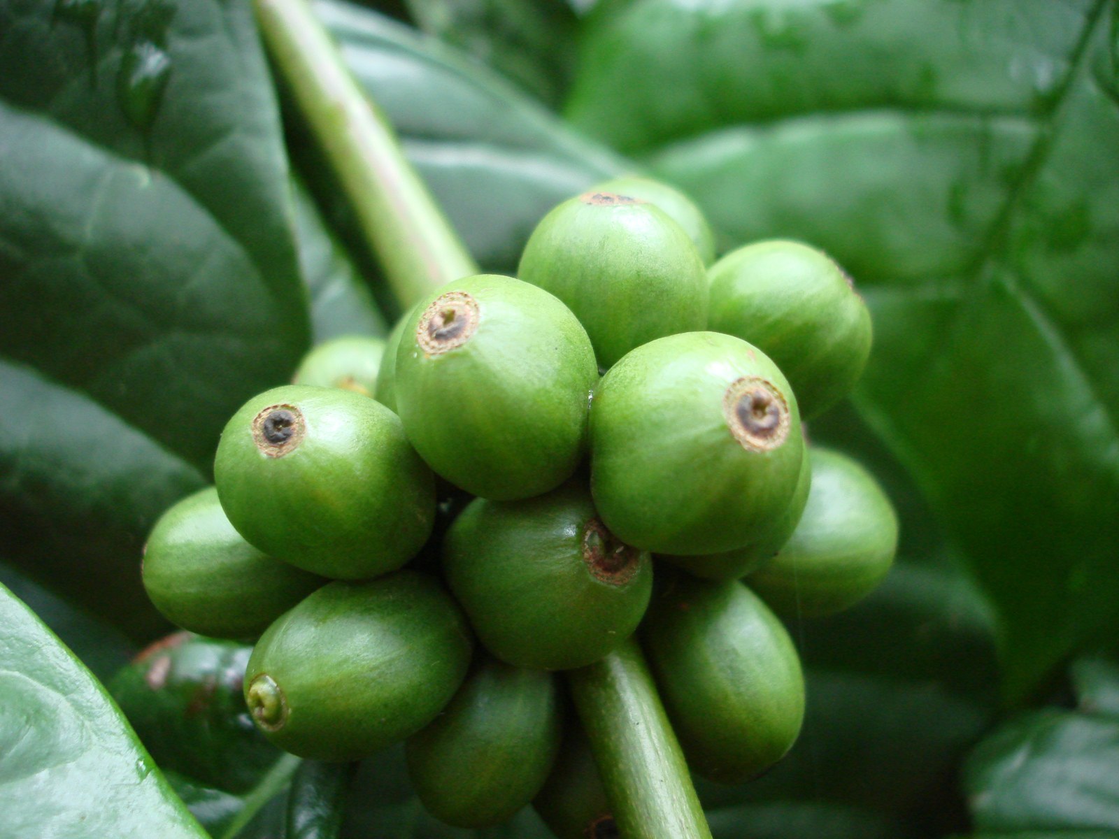 Unripe Robusta coffee cherries (Coffea canephora) clustered along a branch